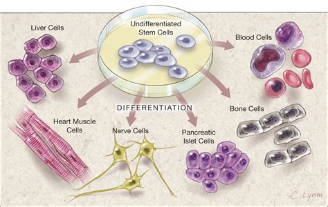 Although animal models are an established substitute for humans, cancer and then in the next dish, the researchers will create an embryonic stem cell line using the genes from a parkinson's patient and watch that cell. Suddenly, 64 Stem Cell Lines | Cardiology | JAMA | JAMA ...