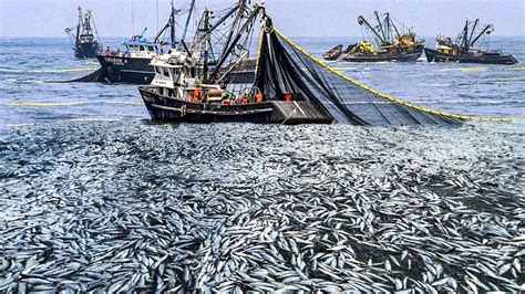 Amazing Big Nets Catch Hundreds Tons Of Commercial Herring On The