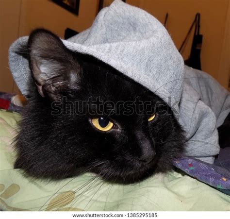 Fluffy Black Cat Wearing Hoodie Stock Photo 1385295185 Shutterstock