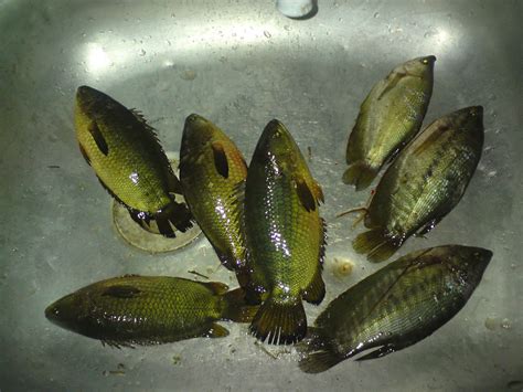 Ikan puyu atau ikan karuk (panggilan nama di negeri sabah dan brunei) atau nama saintifiknya (anabas testudineus) merupakan spesies ikan air tawar yang paling lasak. JoR@n B@mBu: Menjaring Puyu dan Sepat..