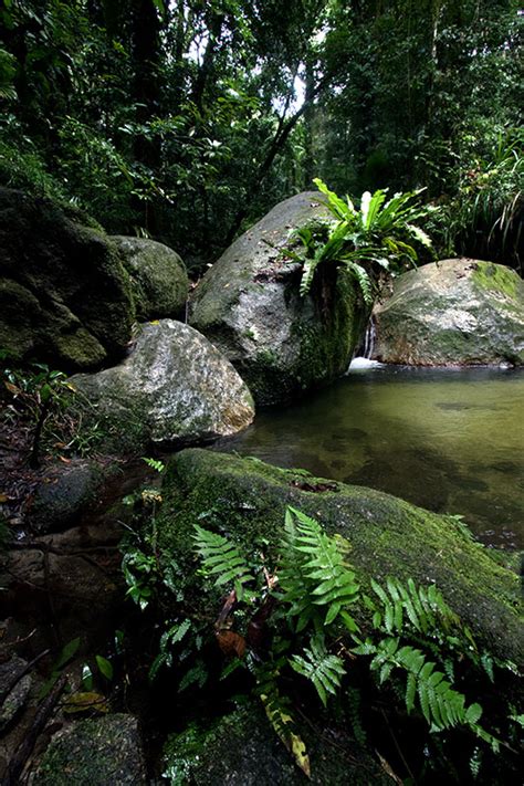 Photos Of The Queensland Wet Tropics World Heritage Area