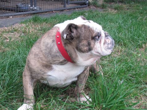 Find bulldog rescue in canada | visit kijiji classifieds to buy, sell, or trade almost anything! English Bulldog Puppies For Sale | New Holland, PA #211662