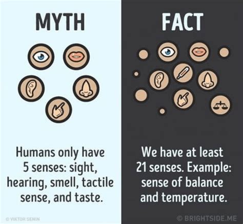 12 Myths About The Human Body And Their Truths Human Body Facts