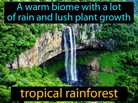 Tropical Rain Forest Easy To Understand