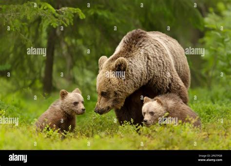 Close Up Of Female Eurasian Brown Bear Ursos Arctos And Her Cubs In