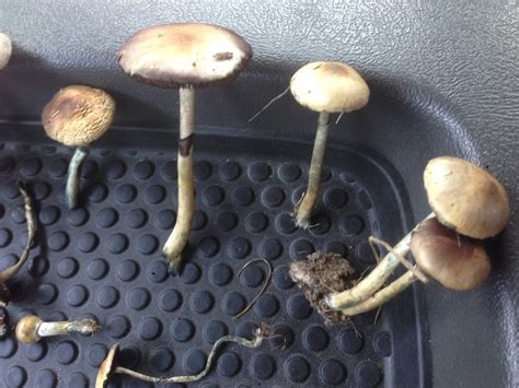 Id Request For Psilocybe Cubensis Mushroom Hunting And Identification