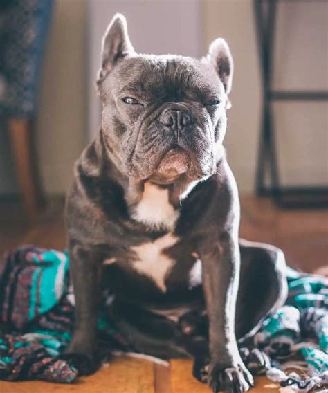 65 Oldest French Bulldog To Ever Live Image Bleumoonproductions