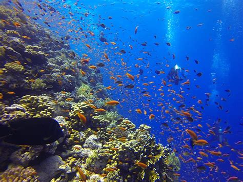 Video Of The Week Scuba Diving In Egypts Red Sea