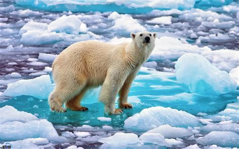 Animals Beards Bears Polar Bears Ice Wallpapers Hd Desktop And