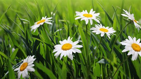 Marguerites Fleurs Herbe Verte Plantes Photo Fond Décran Aperçu