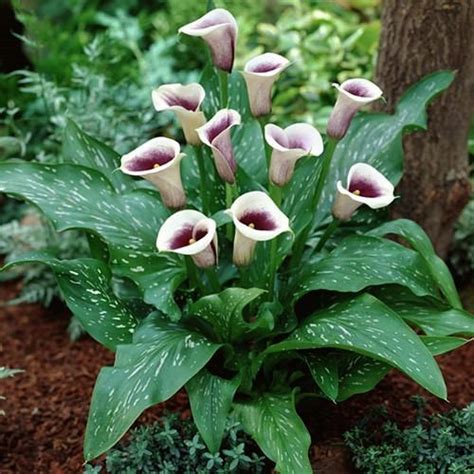 Arum Lily Care And Growing How To Grow Zantedeschia