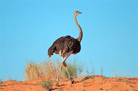 Ostrich Birds Facts Diet And Habitat Information