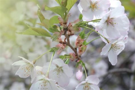 Premium Photo Soft Focus On A Blossoming Cherry Branch In A Park Or