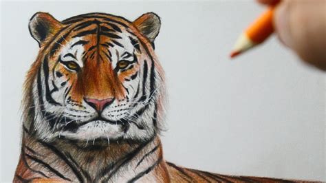 Introduzir 80 Imagem Desenhos De Tigre Realista Br Thptnganamst Edu Vn