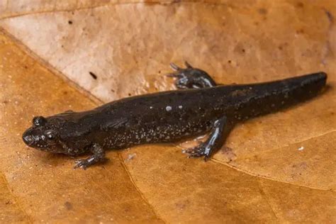 Species Of Salamanders In Florida Pictures The Critter Hideout