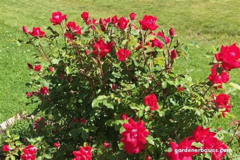 How To Deadhead Knockout Roses — Gardening Herbs Plants And Product