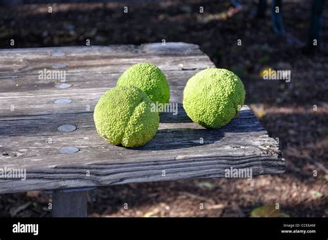 Osage Orange Maclura Pomifera Aka Hedge Apple Horse Apple Bois D