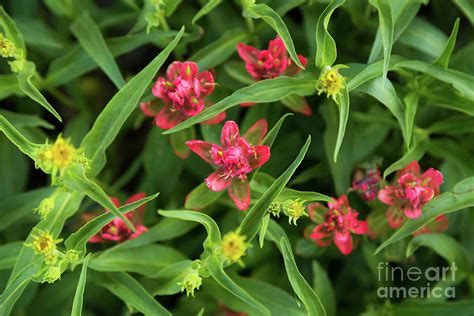 Indian Paintbrush Wildflowers Photograph By Mike Cavaroc