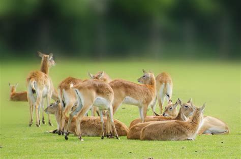 Kafue Flats Lechwe Animals Free Stock Photo Public Domain Pictures