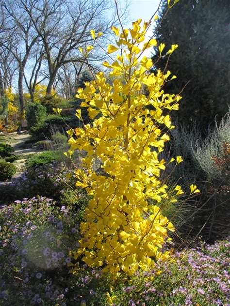 Check spelling or type a new query. Rotary Botanical Gardens - Hort Blog: Glorious October