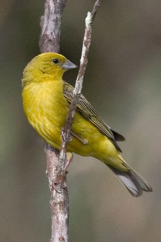 Stripe Tailed Yellow Finch Sicalis Citrina