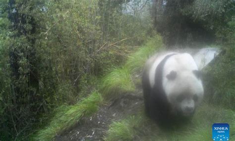 Wild Giant Panda Caught On Camera In China S Sichuan Global Times