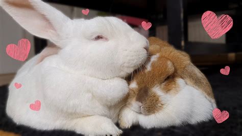 ️ Bunnies In Love ️ Youtube