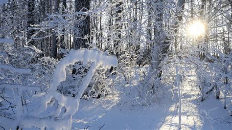 White Forest Path Snow Winter Sunlight Wallpapers Wallpaper Cave