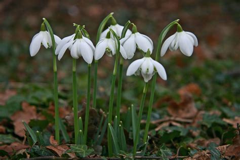 1000 Images About Snowdrops On Pinterest