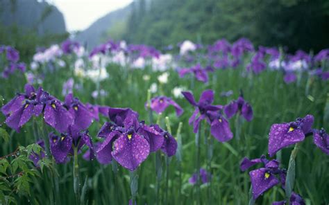 Purple Iris Flower Field Hd Wallpaper Wallpaper Flare