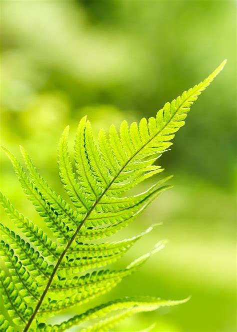 Beautiful Green Fern Leaves Foliage In The Forest Stock Photo Image