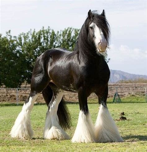 Mckenna Would Love A Horse Cavalo Cigano Amor De Cavalo Cavalos Bonitos