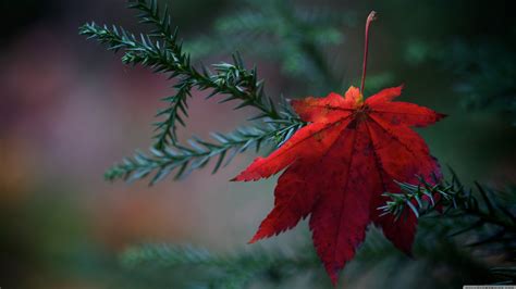 Online Crop Red Maple Leaf Nature Leaves Plants Hd Wallpaper