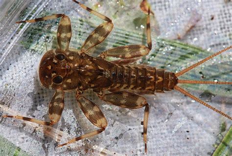 Aquatic Insects Of Central Virginia Maccaffertium Meririvulanum And