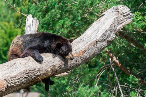 Black Bear In The Tree Stock Photo Image Of Habitat 190441182
