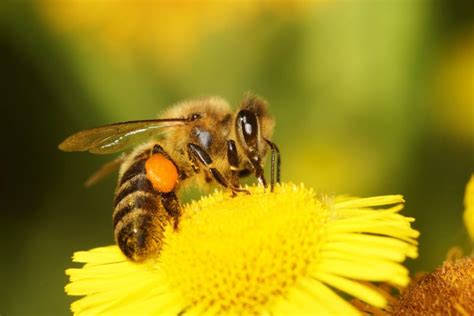 15 Examples Of Mutualism Examples Lab