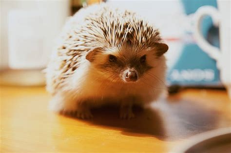 The Best Hedgehog Names Picked By Readers Heavenly Hedgies