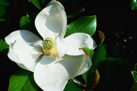 Magnolia Flower Look Like Best Flower Site