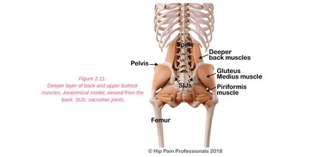 These muscles, including the gluteus maximus and the hamstrings, extend the thigh at the hip in support of the body's weight and propulsion. Anatomical Name Of Lower Back Muscles - Amazon Com Labeled Anatomy Chart Of Male Lower Back ...