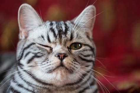 Winking Cats That Are Purr Fectly Lovable