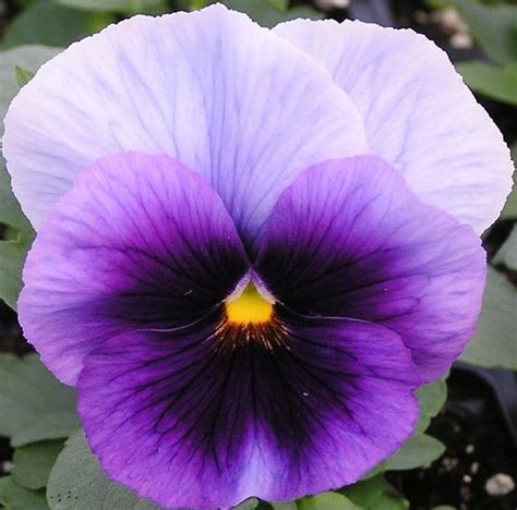 Pansy Delta Beaconsfield Moss Greenhouses