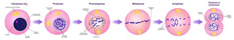 Mitotic Cell Cycle Diagram Hot Sex Picture