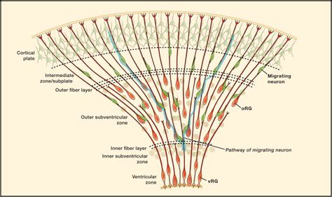 Development And Evolution Of The Human Neocortex Cell