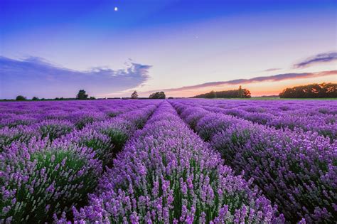 Nature Lavender Hd Wallpaper
