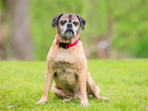 Pug Mixed Breeds 60 Perfect Pug Mixes Youll Want To Adopt