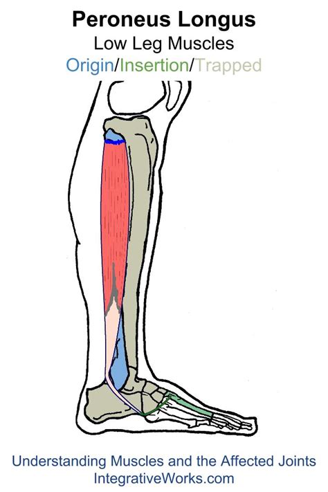 Trigger Points Painful Unstable Ankle Integrative Works