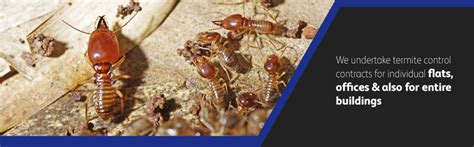 .professional pest control services for your home, factories, business premises in navi mumbai, mumbai, thane and across maharashtra, span pest span pest control services address : Advent Pest Control
