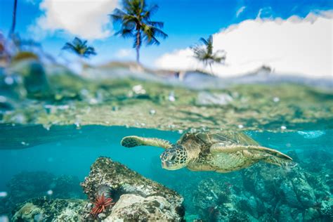 Free download Hawaiian Green Sea Turtle Travel Off Path [2560x1707] for