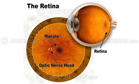 Retina Anatomy An0041 Stock Eye Images