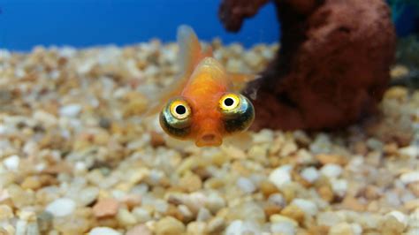 Funny Fish Names Ideas For Comical Silly Fish Pet Keen
